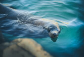 Explore Nature at V&A Waterfront: Marine Wildlife Walk