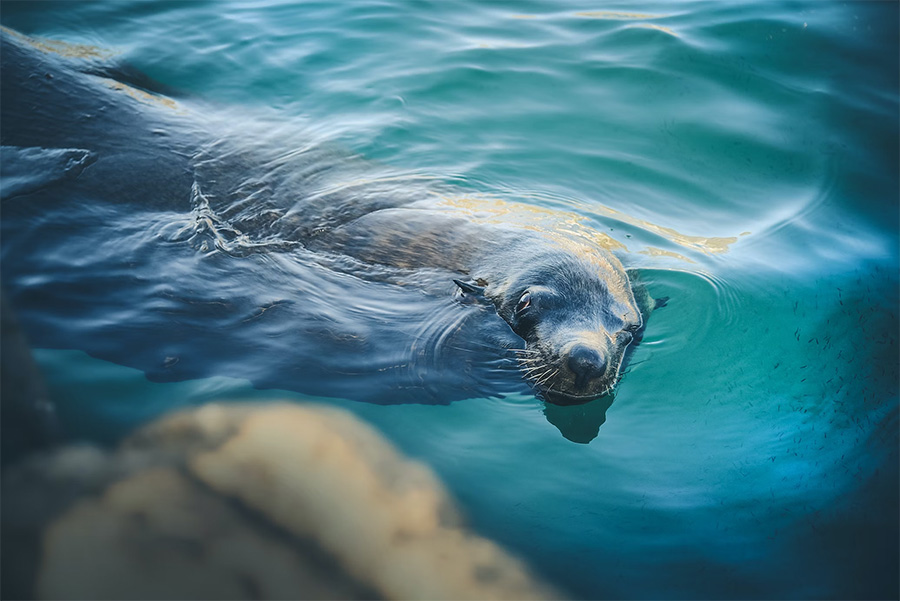 Explore Nature at V&A Waterfront: Marine Wildlife Walk