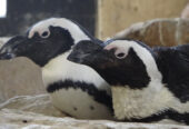 Explore Nature at V&A Waterfront: Marine Wildlife Walk