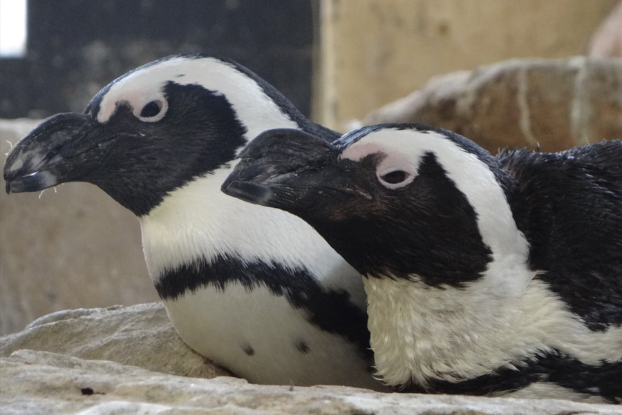 Explore Nature at V&A Waterfront: Marine Wildlife Walk