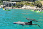 Kayak Tours Hout Bay
