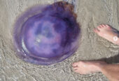 Ansell Expeditions – Explore The Coast