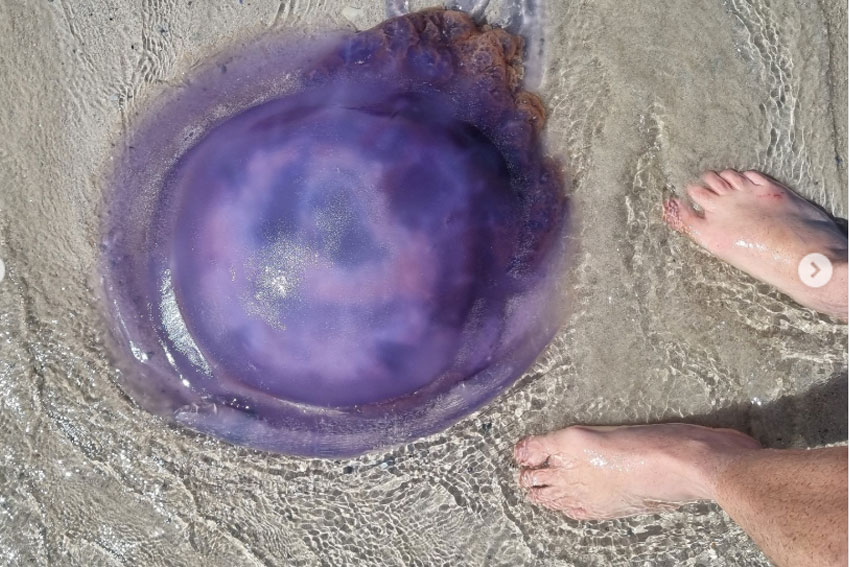 Ansell Expeditions – Explore The Coast