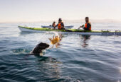 Cape Town Kayak Adventures