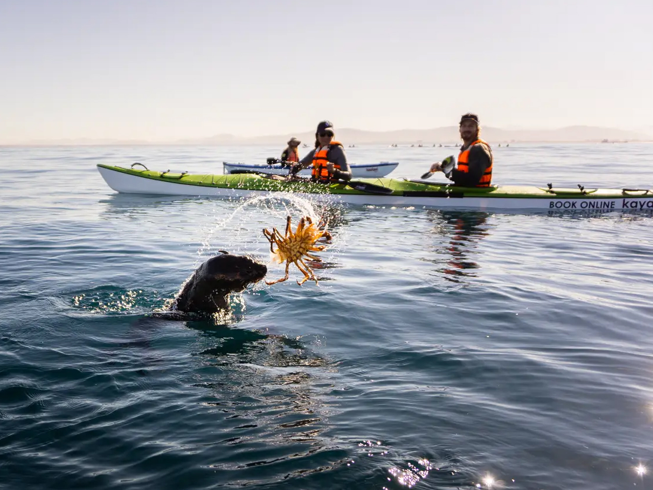 Cape Town Kayak Adventures