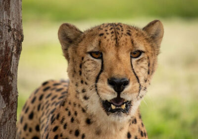 cheetah-outreach