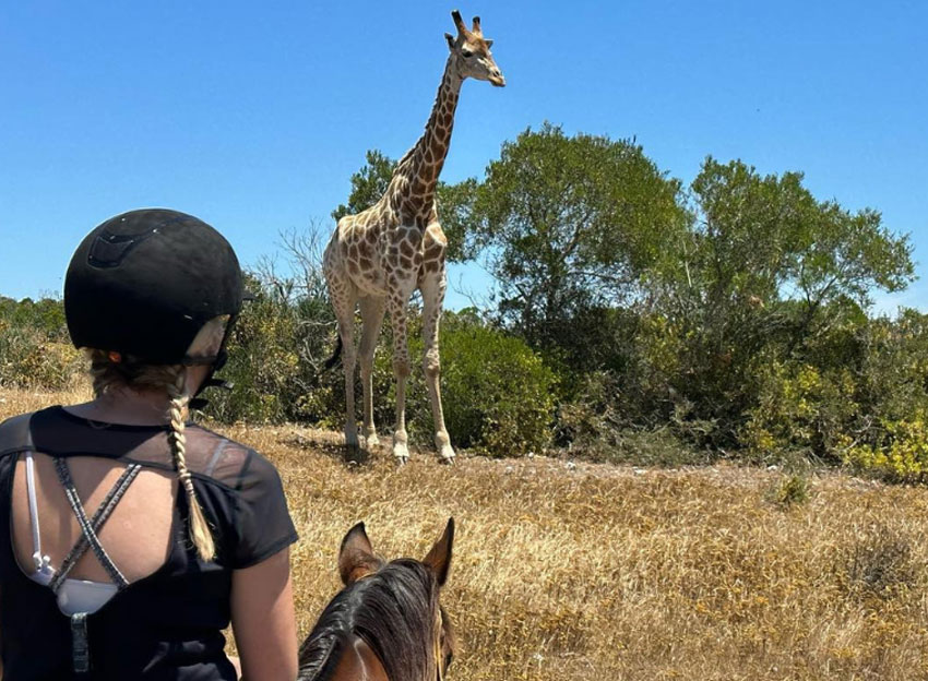 Cape Town Horse Riding Experiences