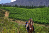 Cape Town Horse Riding Experiences