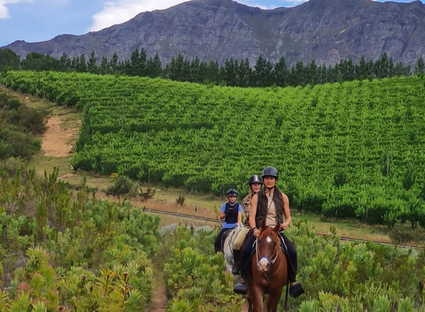 Cape Town Horse Riding Experiences
