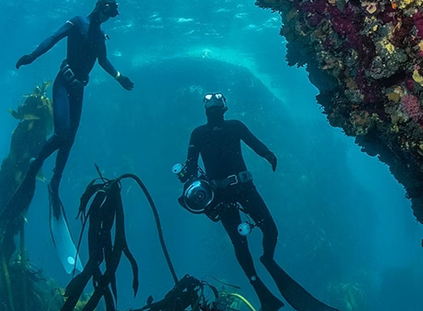 Animal Ocean Safari