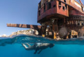 Animal Ocean Safari