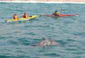 Dolphin Adventures Sea Kayaking