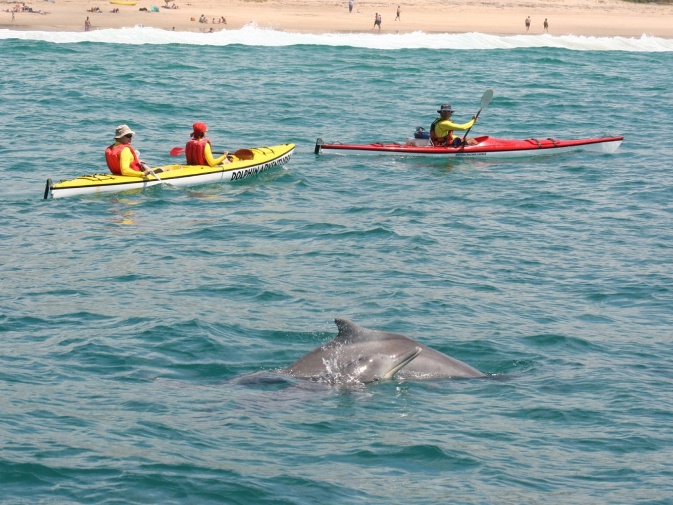 Dolphin Adventures Sea Kayaking