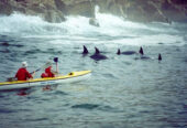 Dolphin Adventures Sea Kayaking