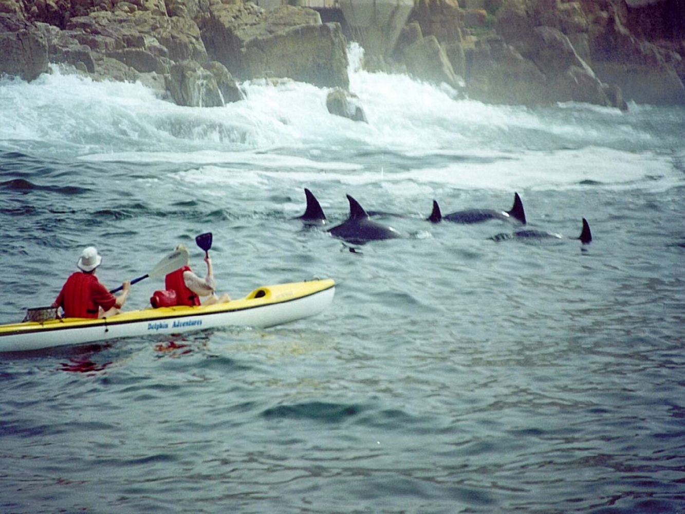 Dolphin Adventures Sea Kayaking