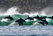 Dolphin Adventures Sea Kayaking