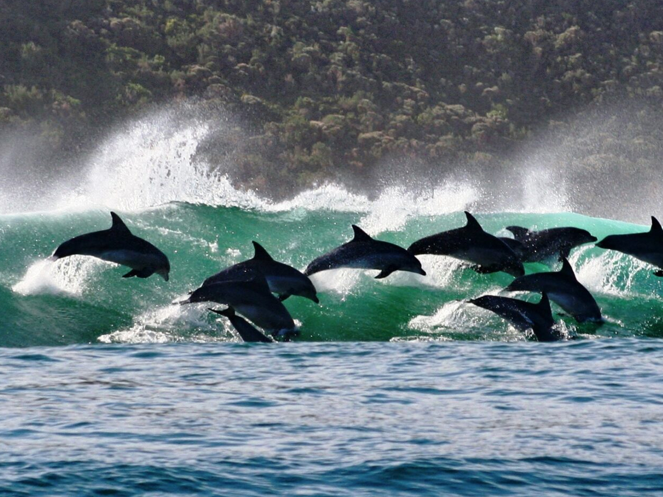 Dolphin Adventures Sea Kayaking