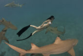 Shark Warrior Adventures