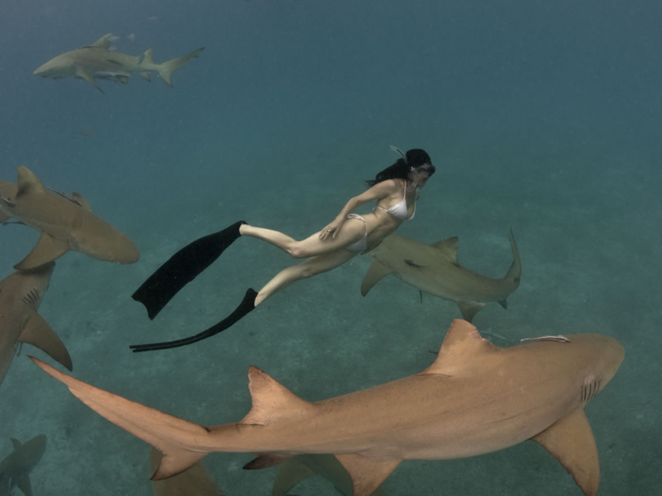 Shark Warrior Adventures