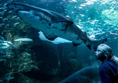 two-oceans-aquarium