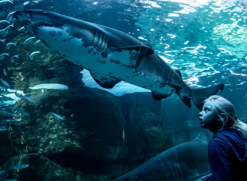 Two Oceans Aquarium