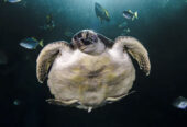 Two Oceans Aquarium