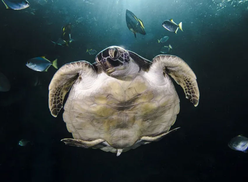 Two Oceans Aquarium