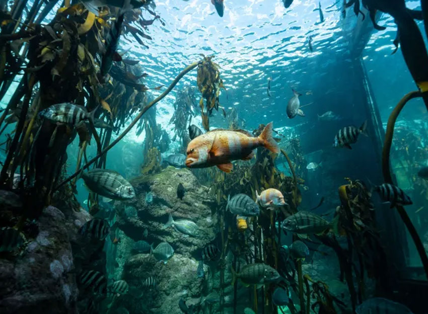 Two Oceans Aquarium
