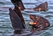 Whale/Marine Big 5 Tour