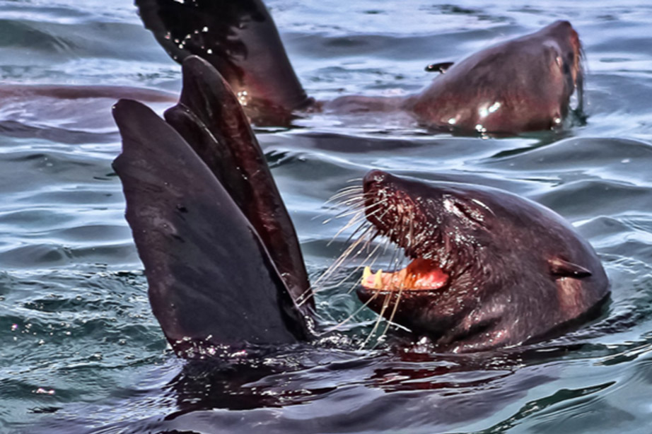 Whale/Marine Big 5 Tour
