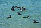 Penguin Paradise: Cape Peninsula Tour