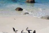 Penguin Paradise: Cape Peninsula Tour