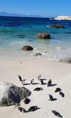 Penguin Paradise: Cape Peninsula Tour