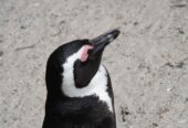 Penguin Paradise: Cape Peninsula Tour