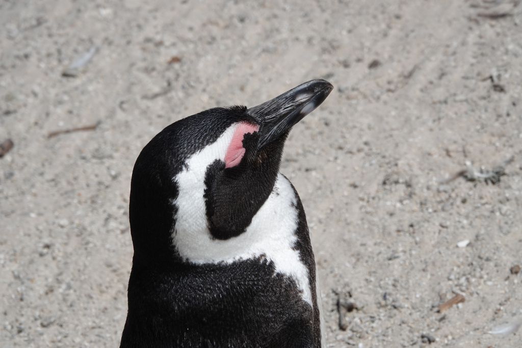 Penguin Paradise: Cape Peninsula Tour