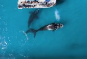 Whale/Marine Big 5 Tour