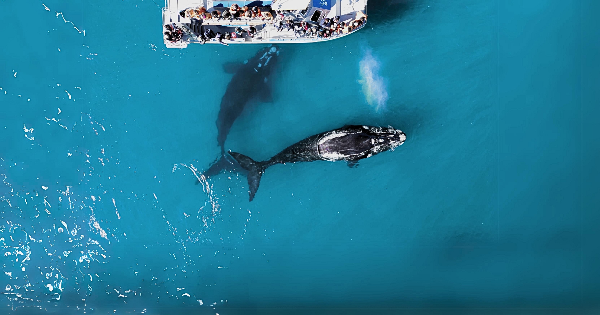 Whale/Marine Big 5 Tour