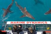 Shark Cage Diving & Viewing