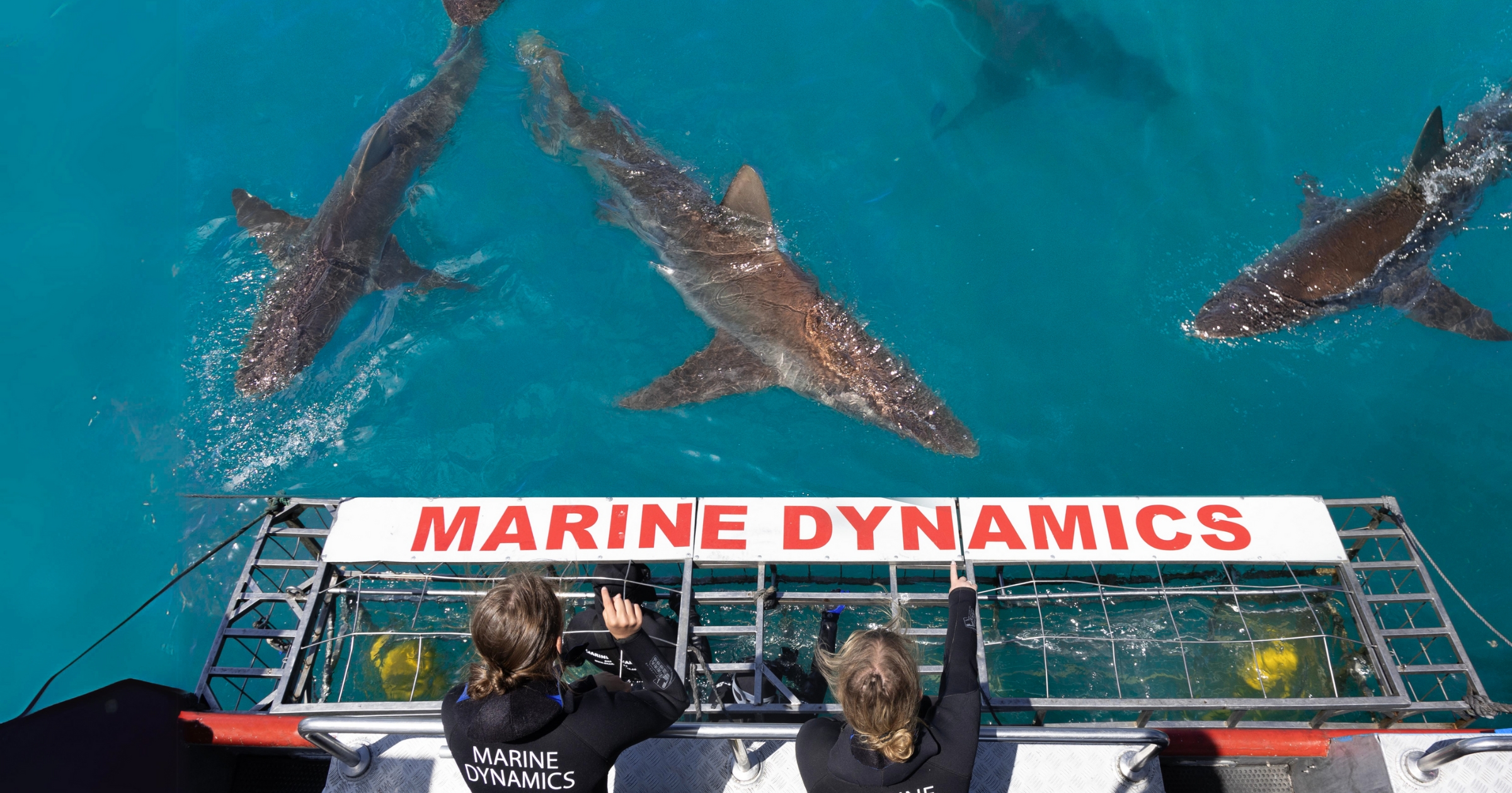 Shark Cage Diving & Viewing