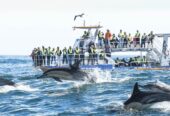 Whale/Marine Big 5 Tour