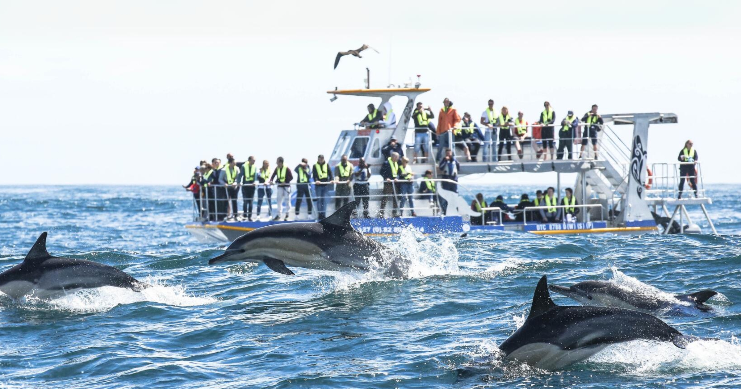 Whale/Marine Big 5 Tour