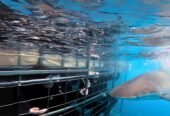 Shark Cage Diving & Viewing