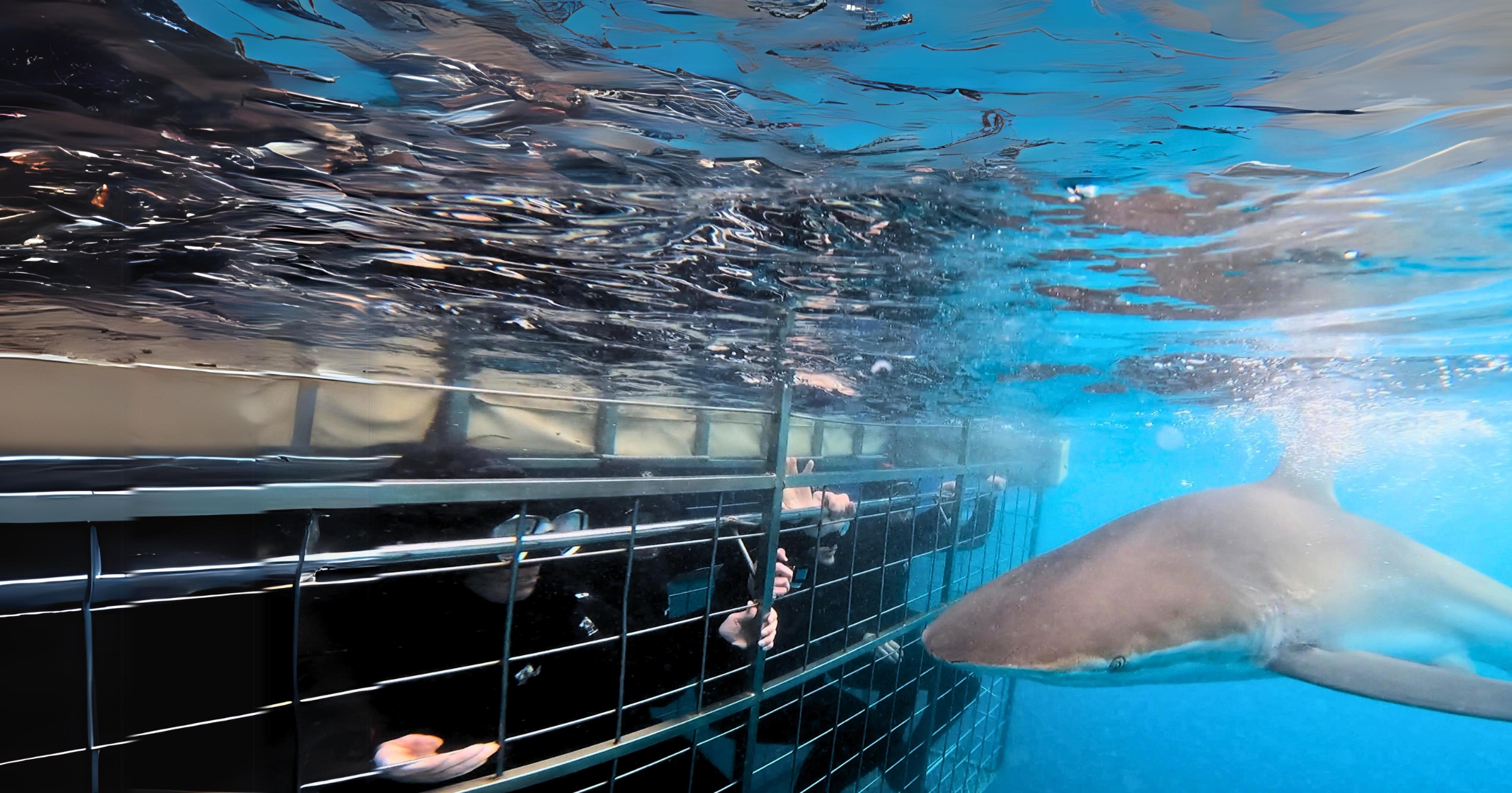 Shark Cage Diving & Viewing