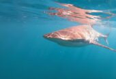 Shark Cage Diving & Viewing