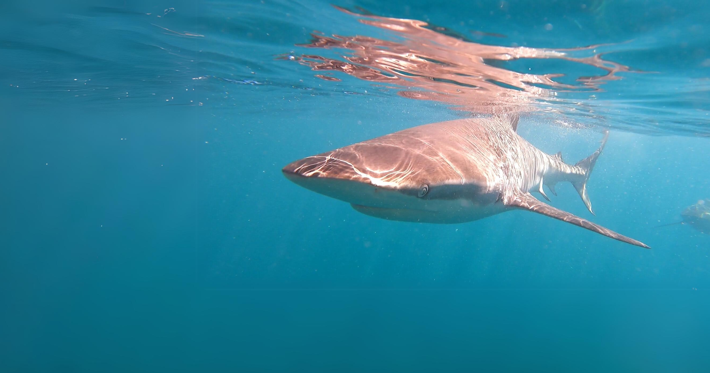 Shark Cage Diving & Viewing