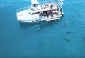 Shark Cage Diving & Viewing