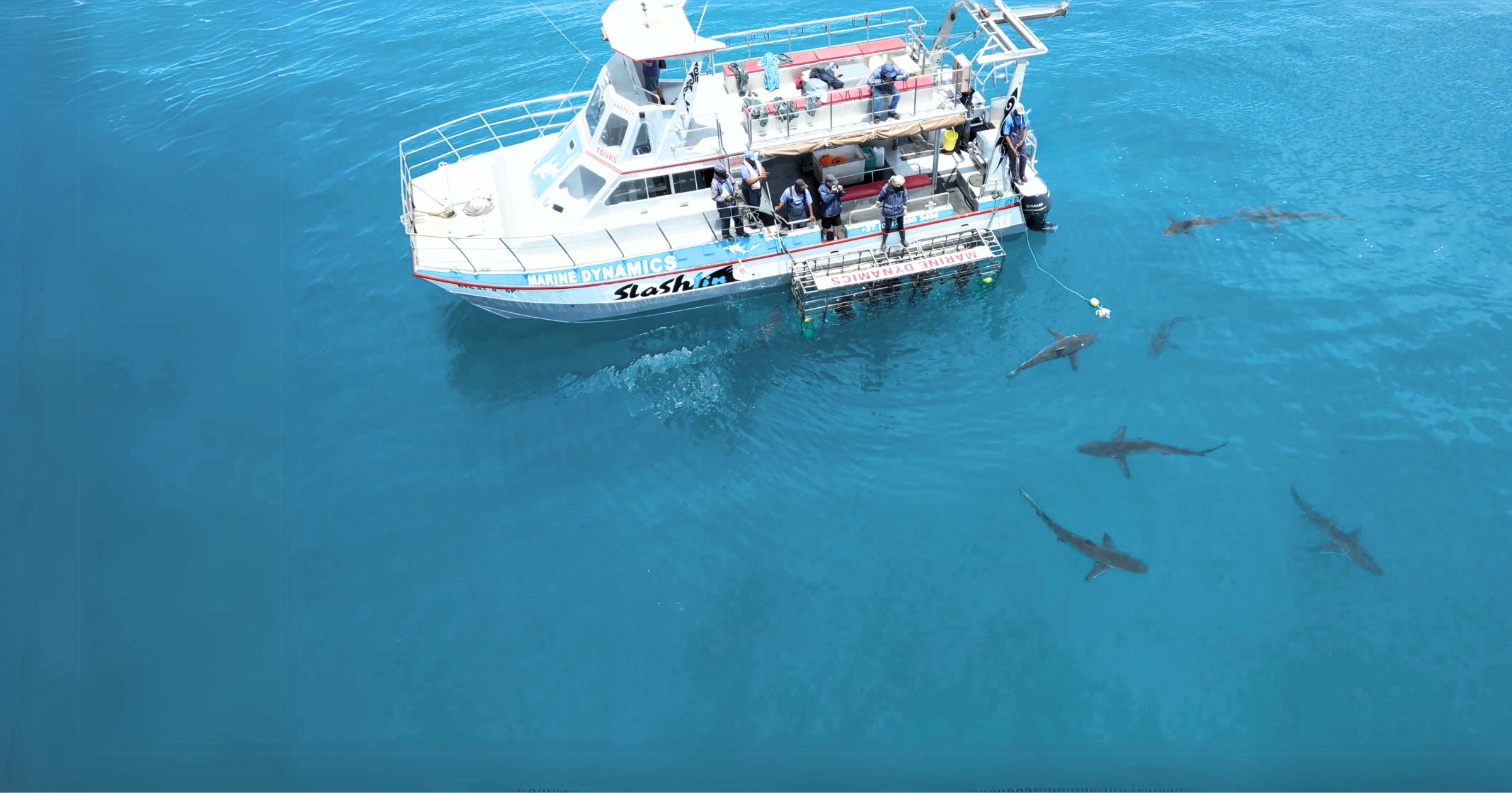 Shark Cage Diving & Viewing